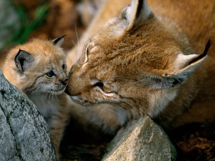 Eurasian Lynx female and kitten, Lynx lynx, captive, Langedrag, Norway
